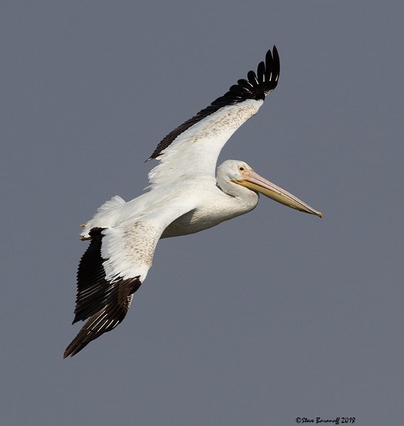 _8SB9701 american white pelican.jpg